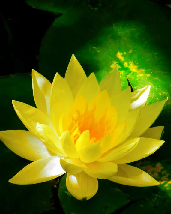 Lotus ou les vérités imaginaires de Michel Verrando